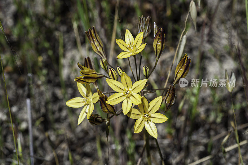 三叶草(Triteleia ixioides)是一种单子叶开花植物，又称“俏脸”或“金星”。托罗县公园，蒙特利县，加利福尼亚州。Asparagaceae。